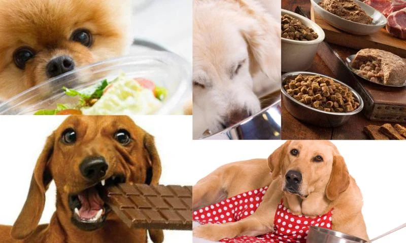 Köpeğiniz İçin Zararlı Yiyecekler Nelerdir