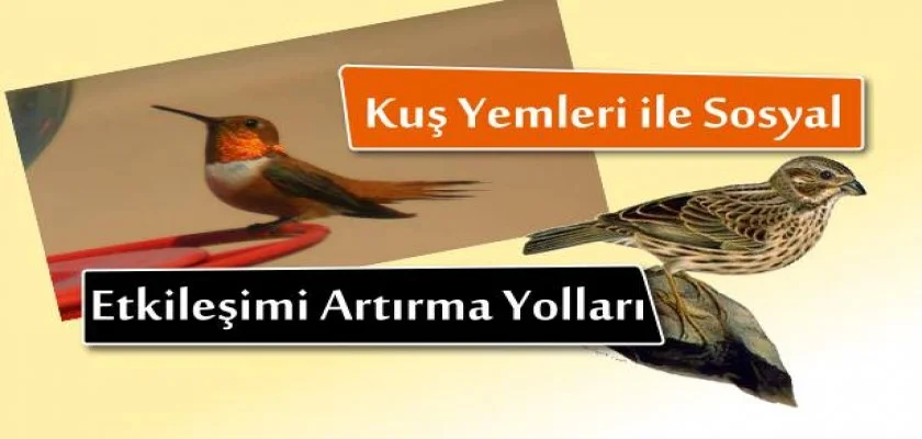 Kuş Yemleri ile Sosyal Etkileşimi Arttırma Yolları