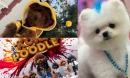 Poodle Fiyatları Karşılaştırması Neden Yapılmalıdır?