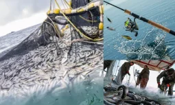 Balıkçılığın Ülkemizdeki Önemi ve Genel Yapısı