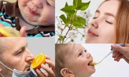 Tat Duyusunun Çalışma Mekanizması