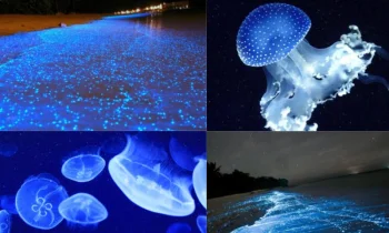 Biyolüminesans Nedir ve Nasıl Çalışır?