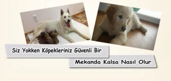 Siz Yokken Köpekleriniz Güvenli Bir Mekanda Kalsa Ne Olur