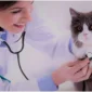 Kedi ve Köpeklerde Kısırlaştırma 