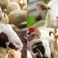 ADAK KURBAN BAĞIŞI NASIL YAPILIR?