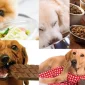 Köpeğiniz İçin Zararlı Yiyecekler Nelerdir