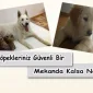 Siz Yokken Köpekleriniz Güvenli Bir Mekanda Kalsa Ne Olur